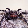 2015_Hardy Funnel-Web Spider